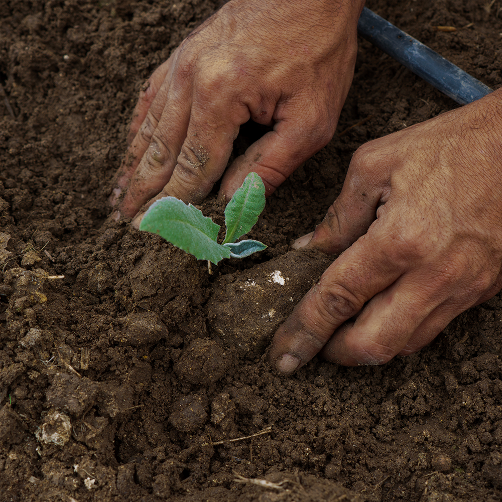 Food System Pilot